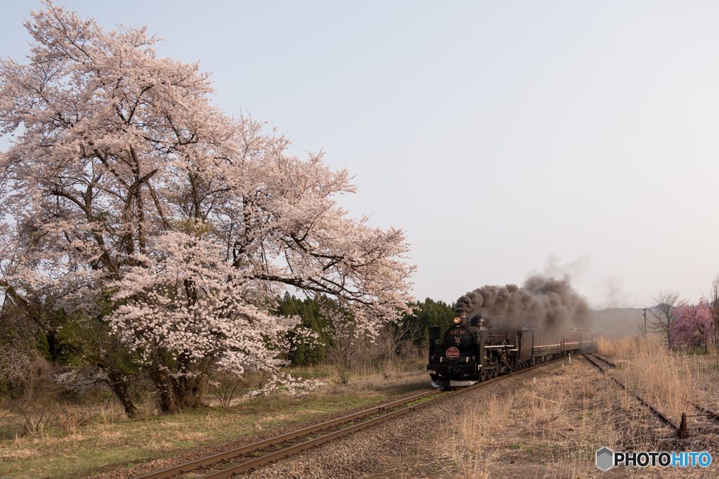 仰ぎ見る　桜の元で　汽車を待つ