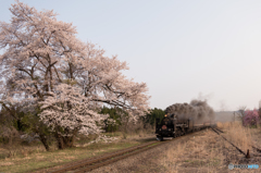 仰ぎ見る　桜の元で　汽車を待つ