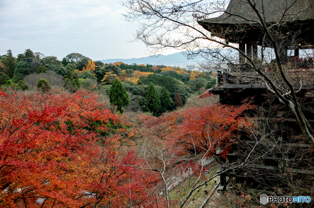 紅葉の　葉落ち現る　寺舞台　