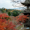 紅葉の　葉落ち現る　寺舞台　