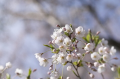 小樽の桜