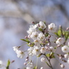 小樽の桜