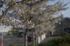 小樽の桜