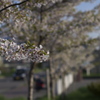 小樽の桜