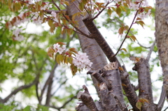 小樽の桜