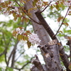 小樽の桜