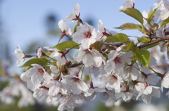 小樽の桜