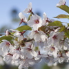 小樽の桜