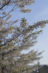 小樽の桜