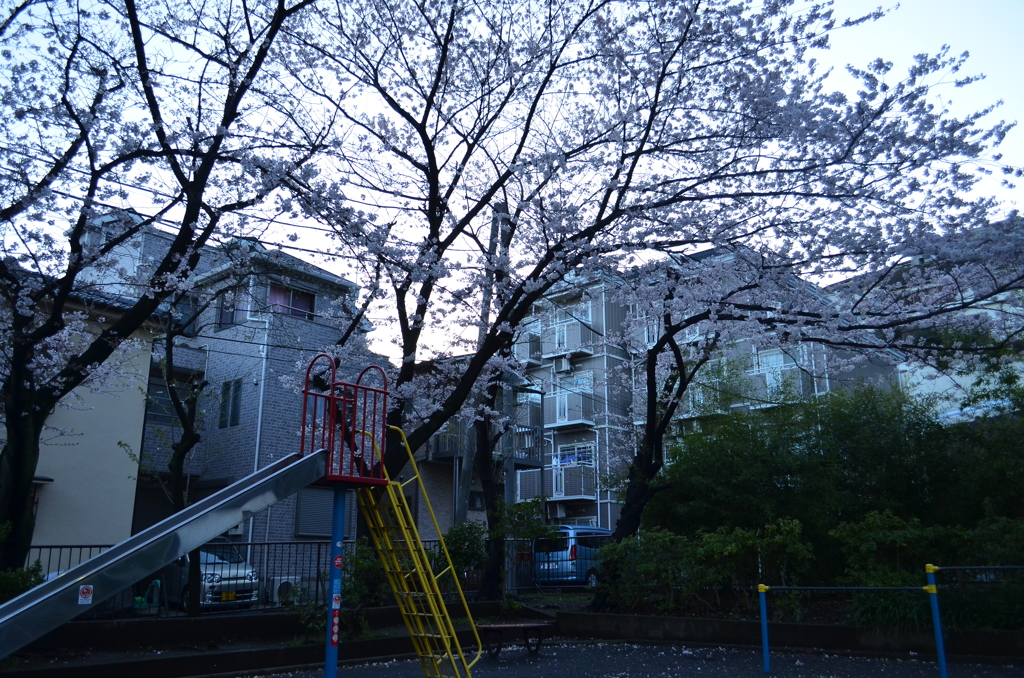 桜と公園