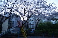 桜と公園