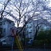 桜と公園