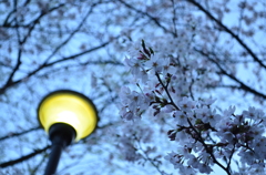 ライトと桜