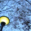ライトと桜