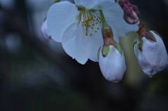 つぼみ