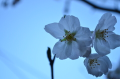 桜顔