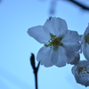 桜顔