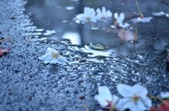 ふまないで