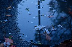 水溜りと桜２