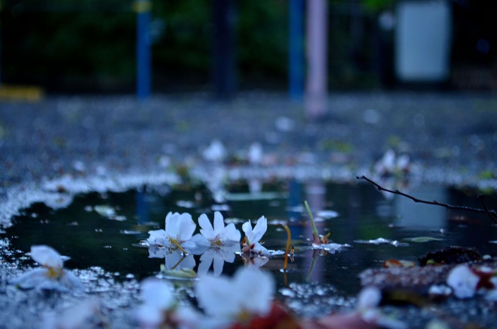 水溜りの桜