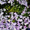 草花花