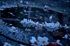 水溜りと桜３