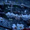 水溜りと桜３