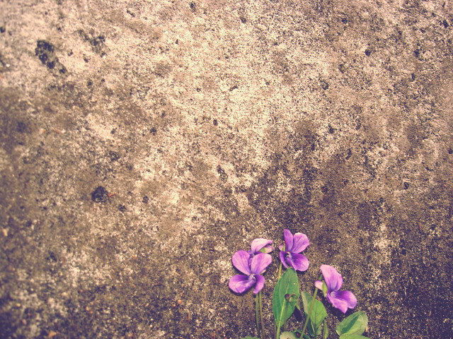 壁と花
