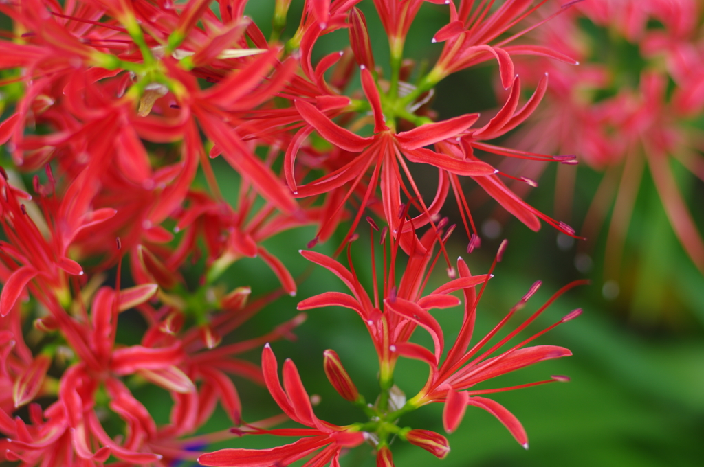 曼珠沙華