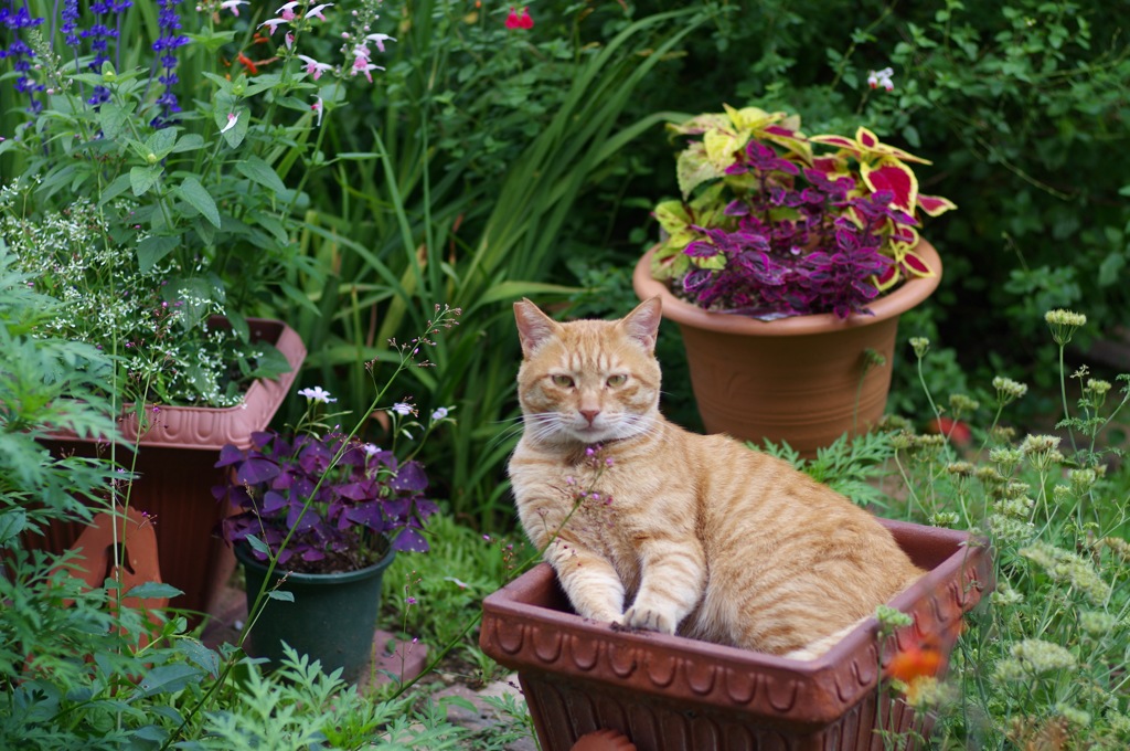 プランター猫