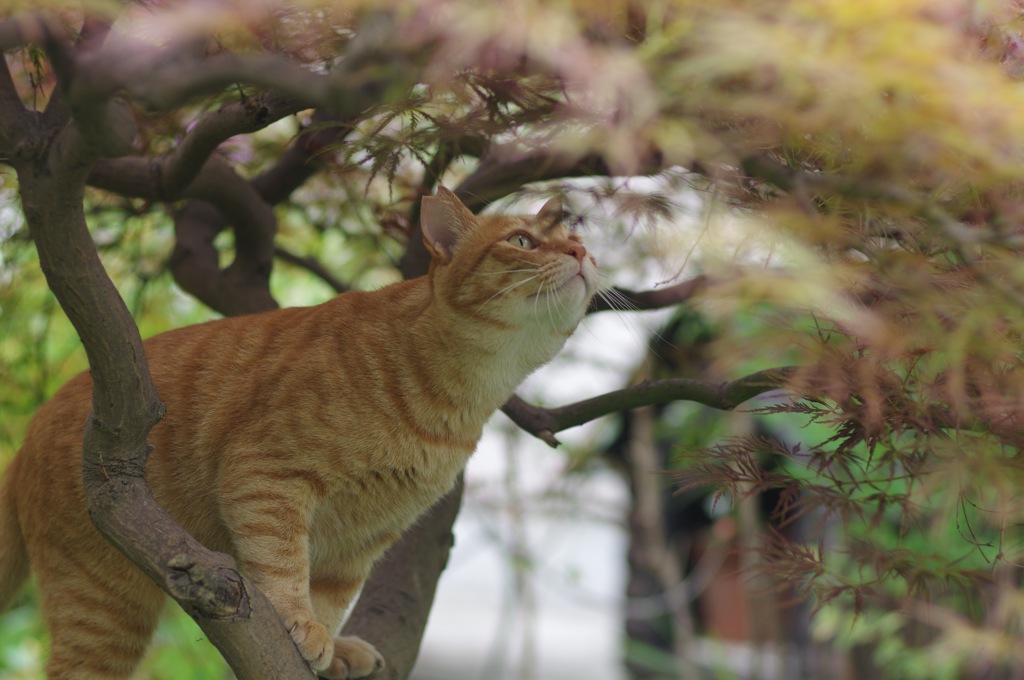 木登り大好き