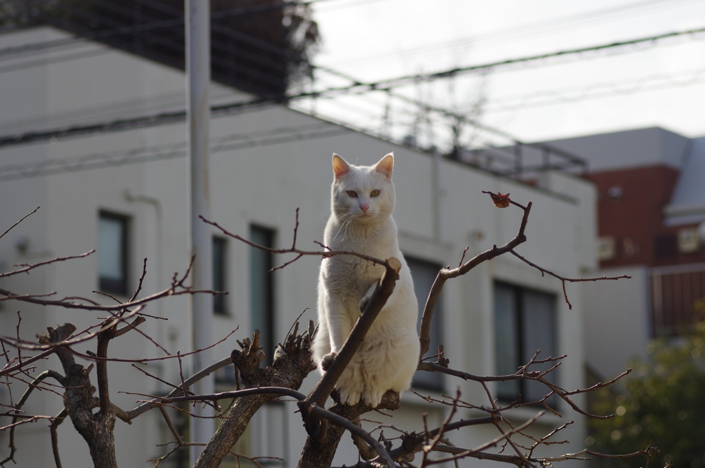 おれが一番！