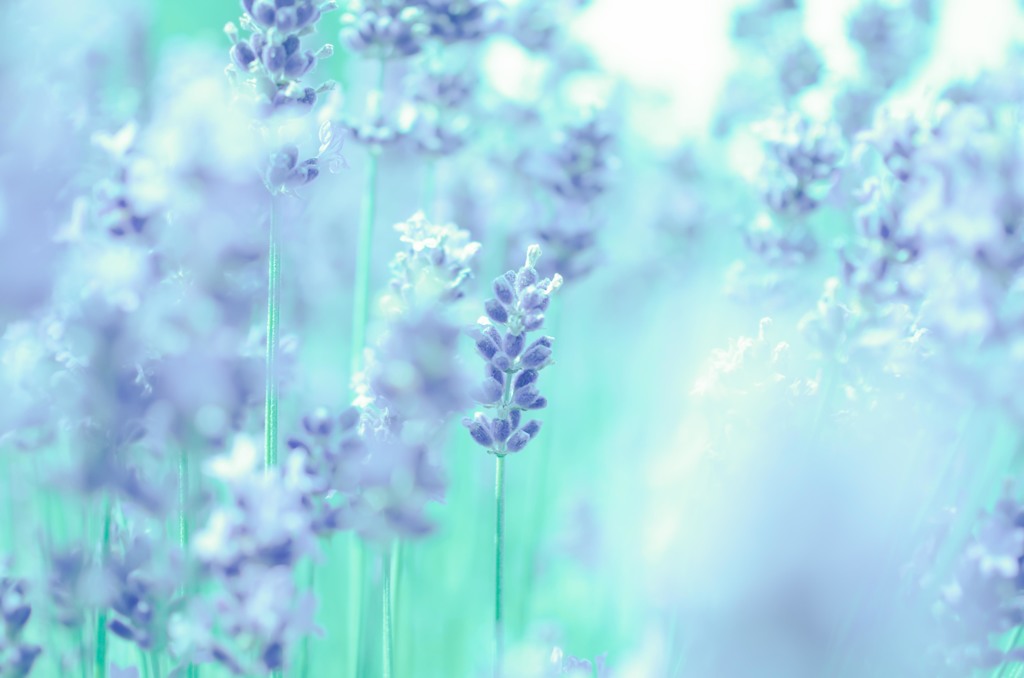 lavender*