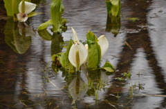 水芭蕉（４）