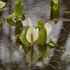 水芭蕉（４）