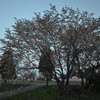 桜と満月