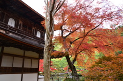慈照寺(4)