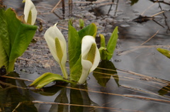 水芭蕉