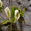 水芭蕉