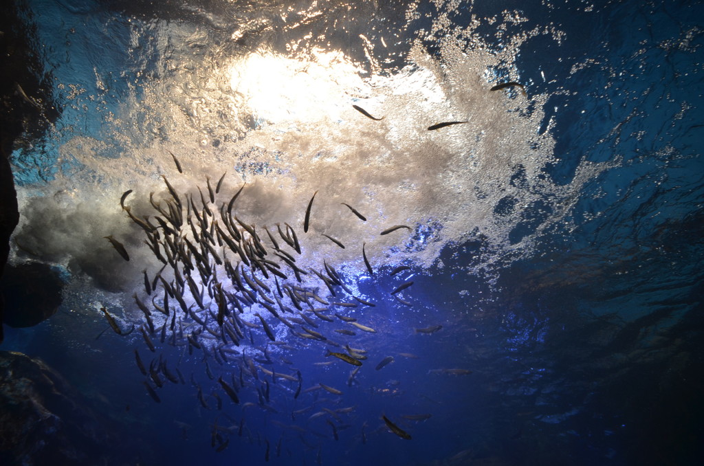 山の水族館