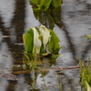 水芭蕉（３）