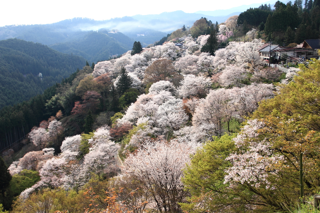 吉野下桜