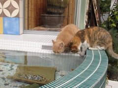 おにいちゃん行くで