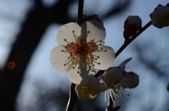 白ピンク梅