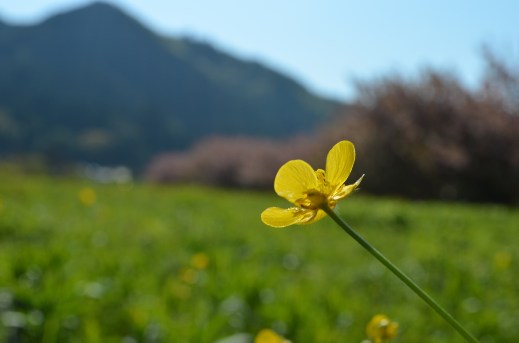 山の妖精