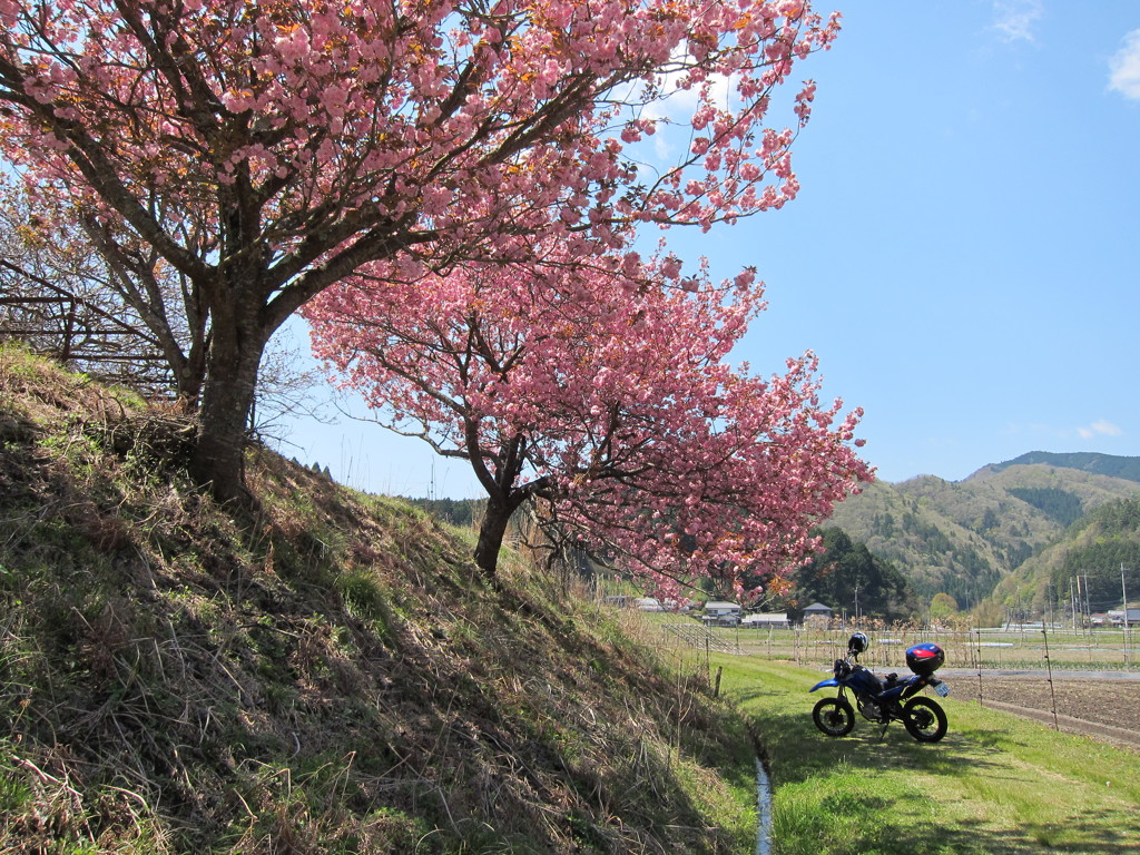 バイクと桜