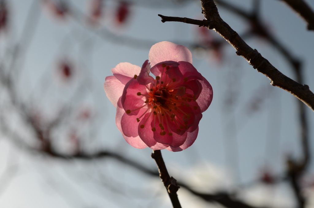 花びらのの中にもう一つの花びらが　その１