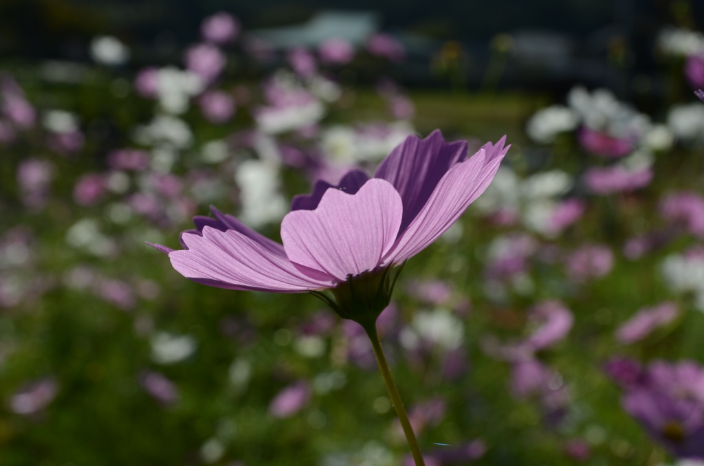 コスモスの季節