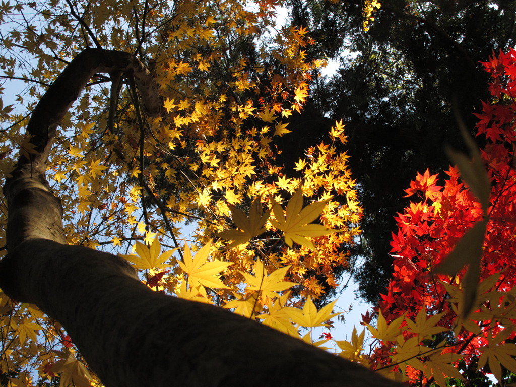 スポットライト