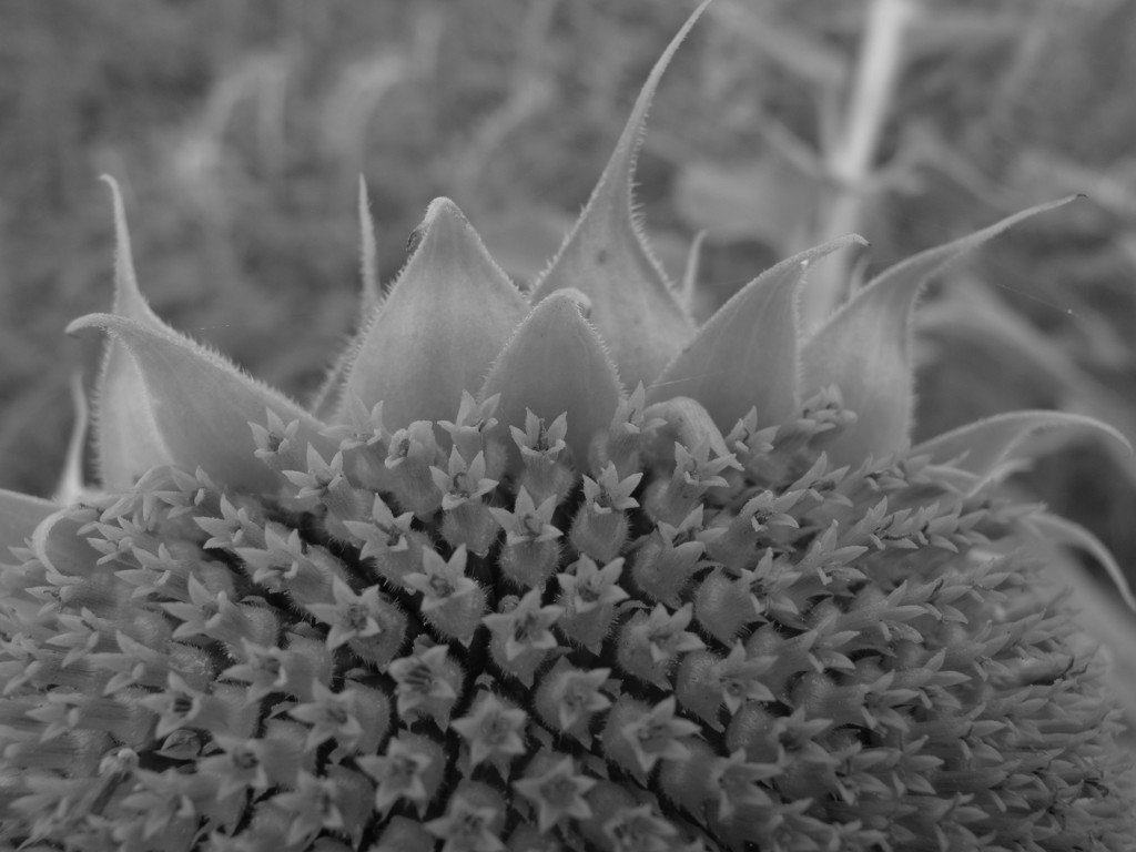 イソギンチャク